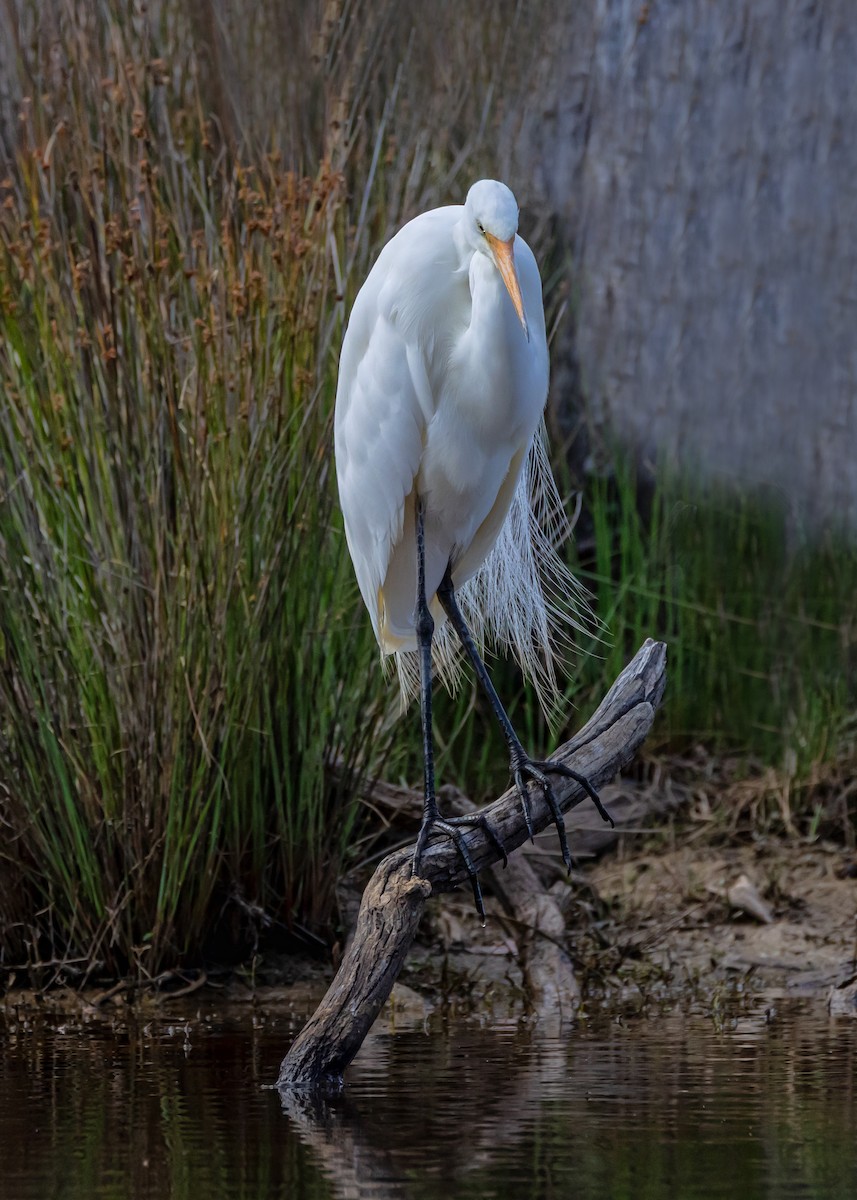 Great Egret - ML646440209