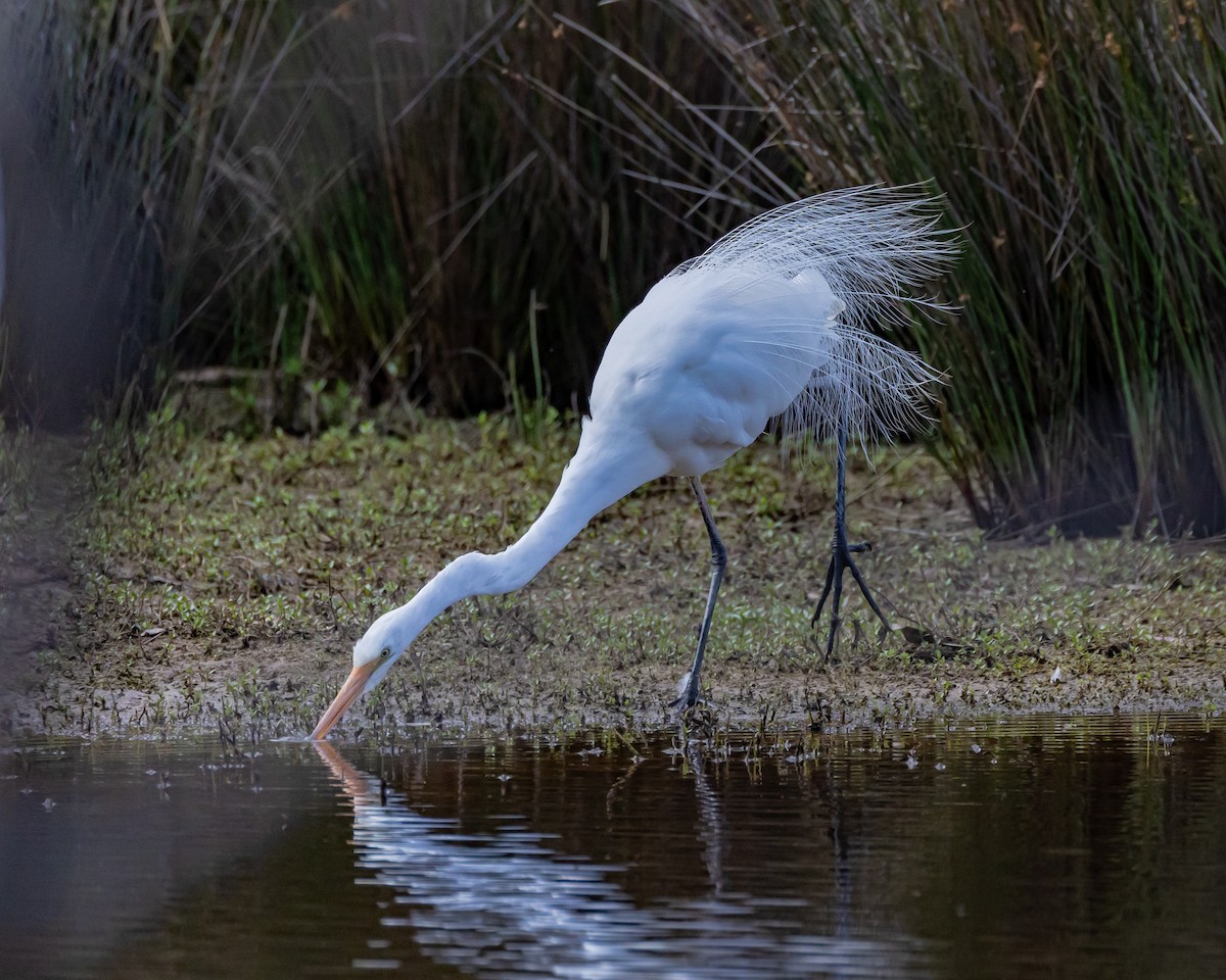 Great Egret - ML646440210