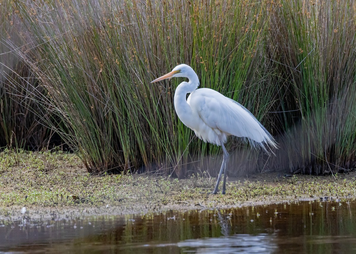 Great Egret - ML646440211