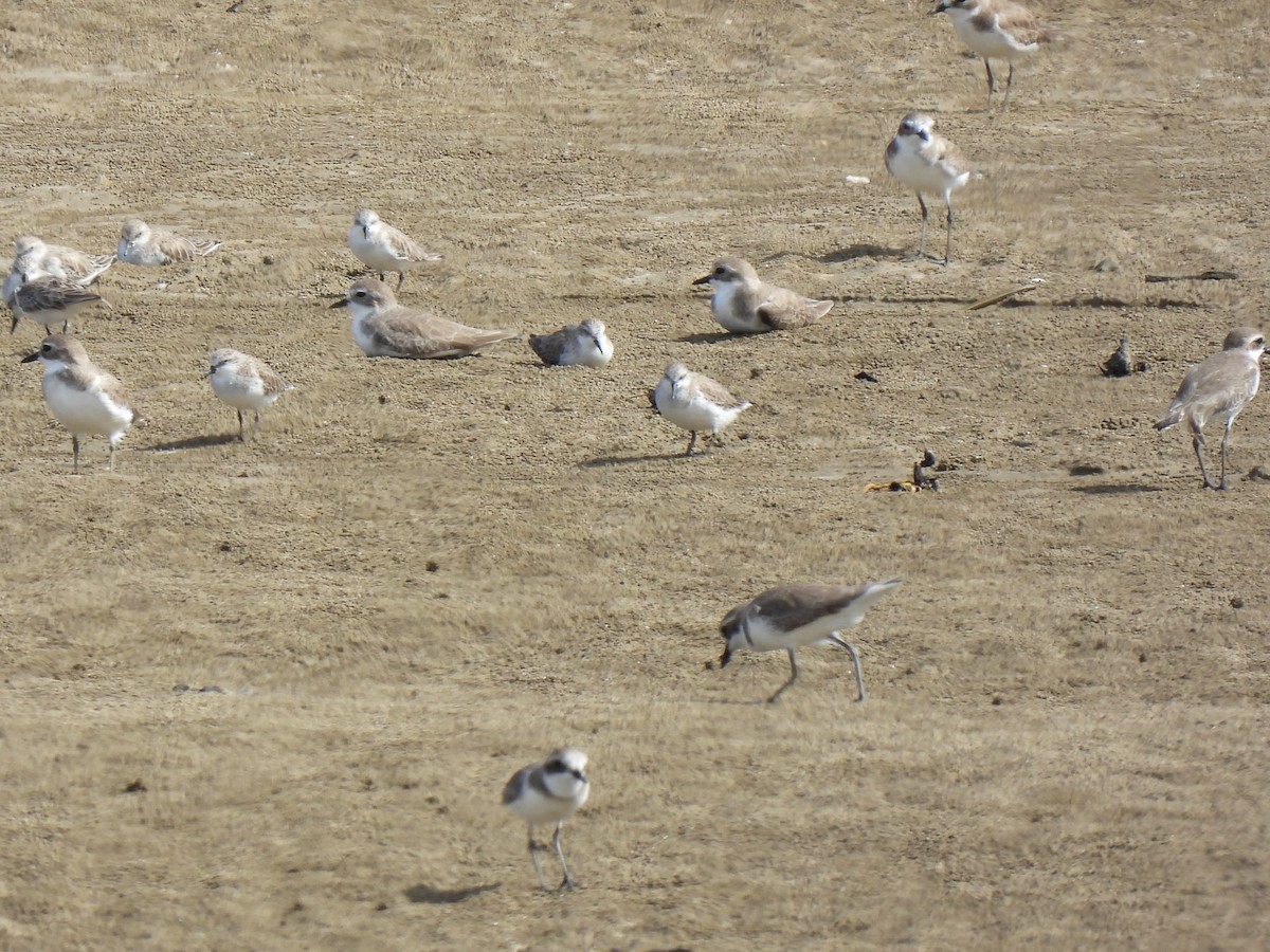 Gambecchio frullino - ML646440216