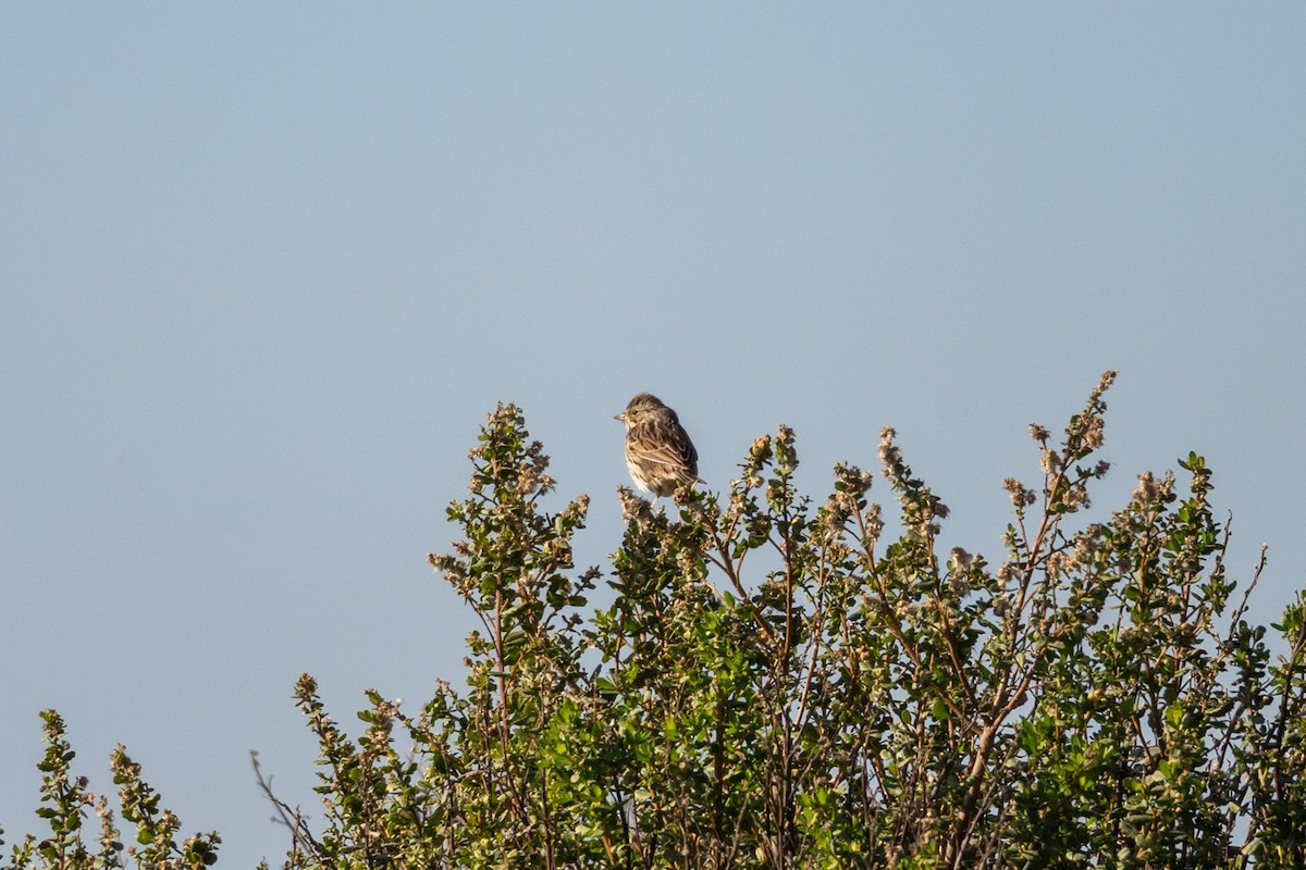 稀樹草鵐 - ML646440218