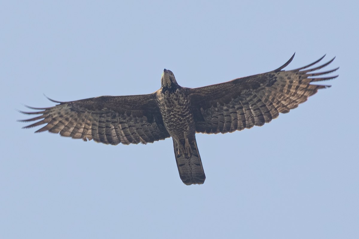 včelojed chocholatý - ML646440219