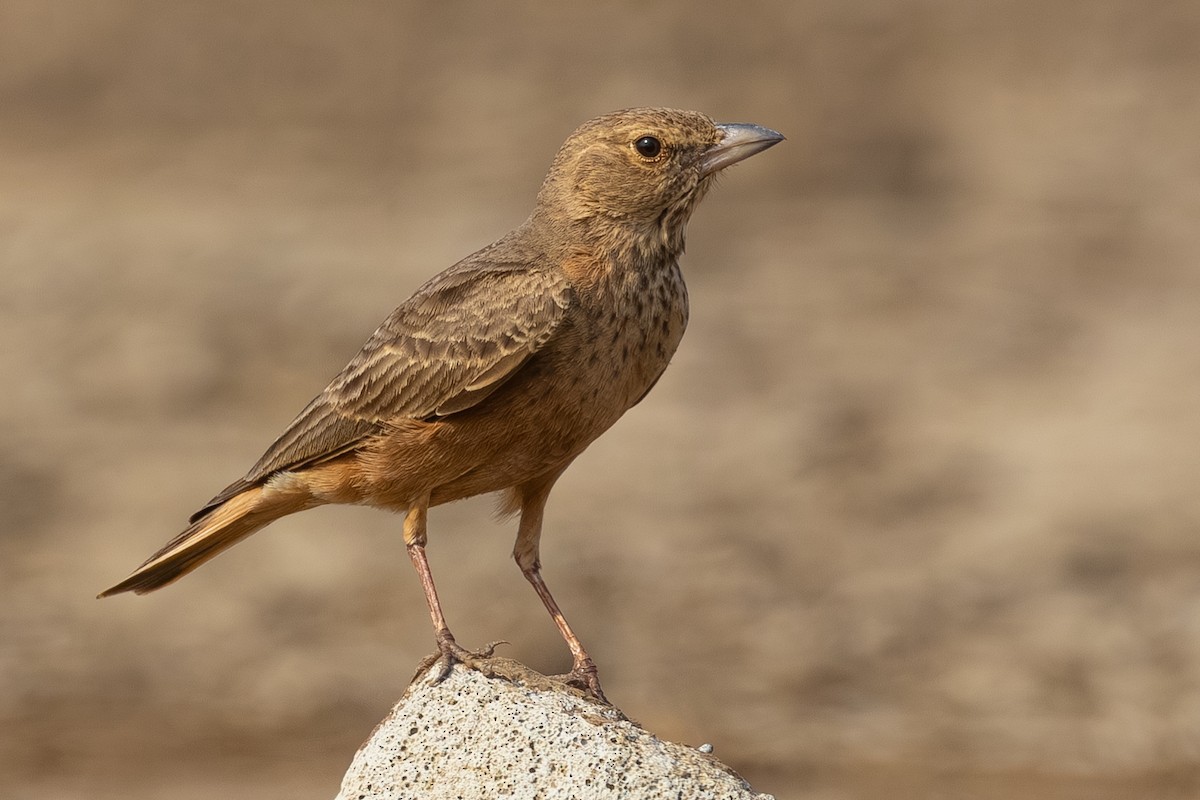 skřivan rehkovitý - ML646440222