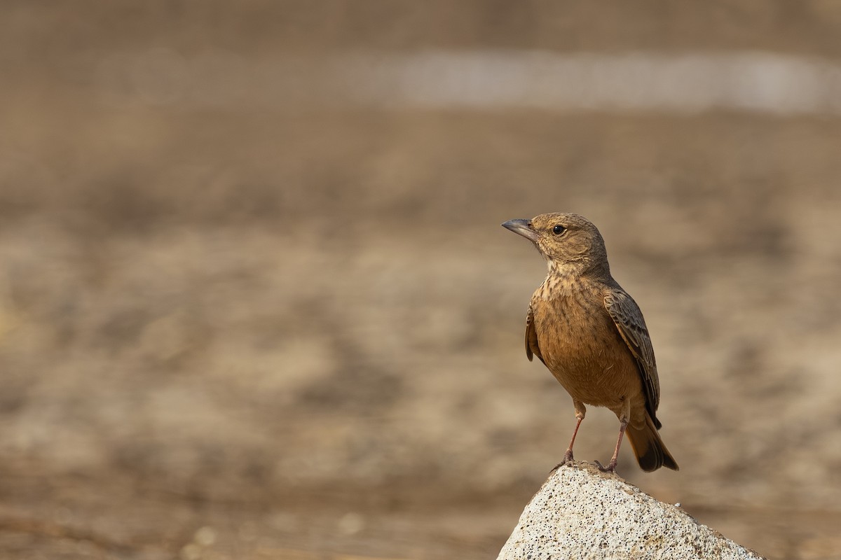 skřivan rehkovitý - ML646440223