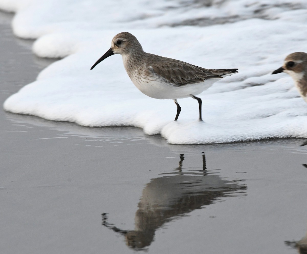 Хар элсэг - ML646440224