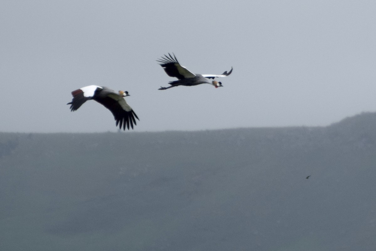 jeřáb královský - ML646440225