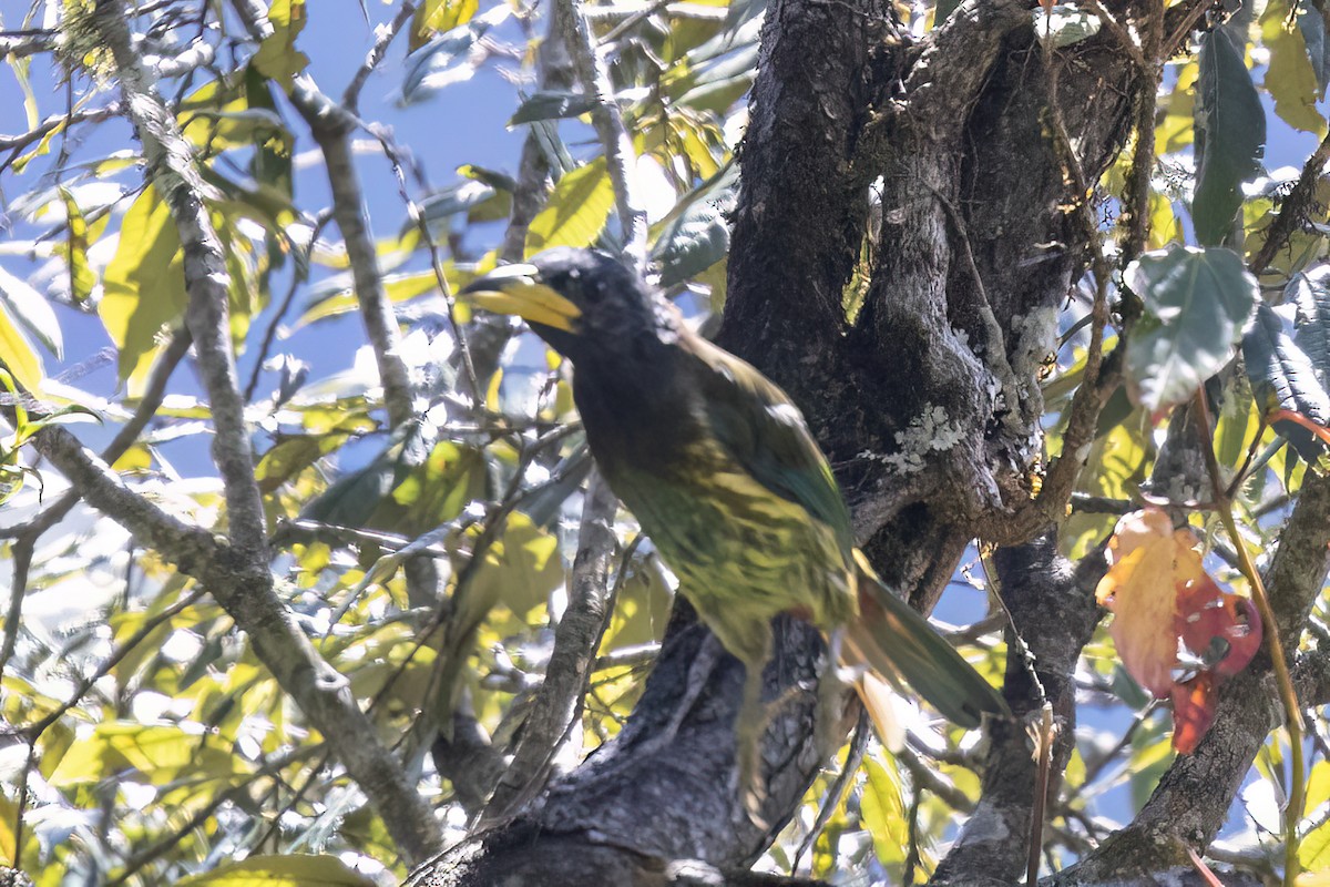 Great Barbet - ML646440227
