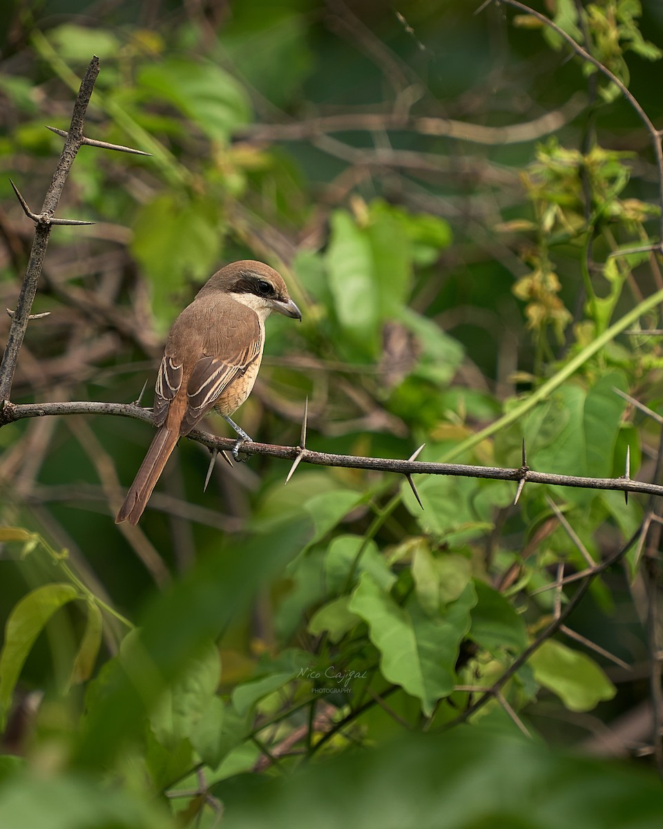 Brown Shrike - ML646440228