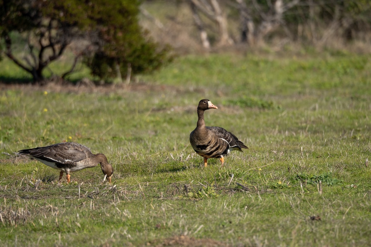 白額雁 - ML646440229