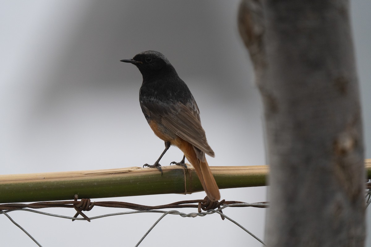 Black Redstart - ML646440230