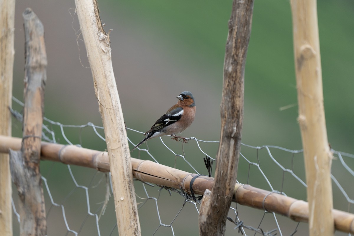 Common Chaffinch - ML646440232