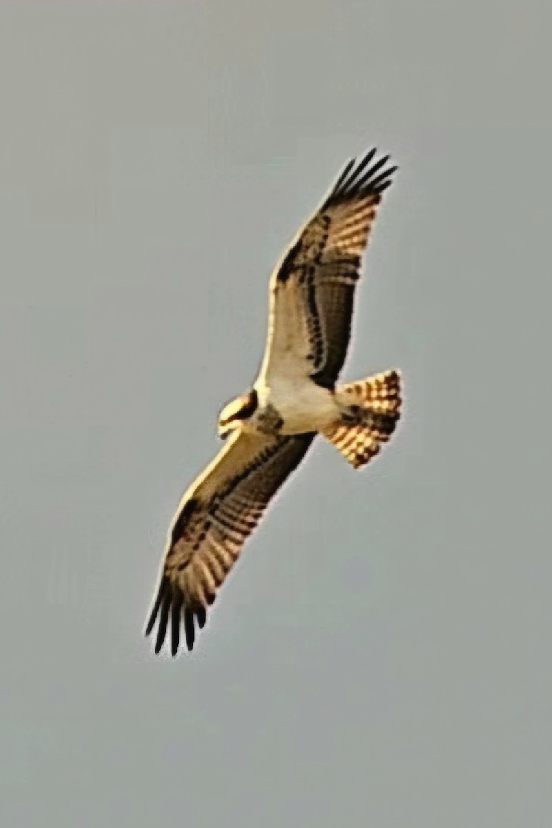 Falco pescatore - ML646440233