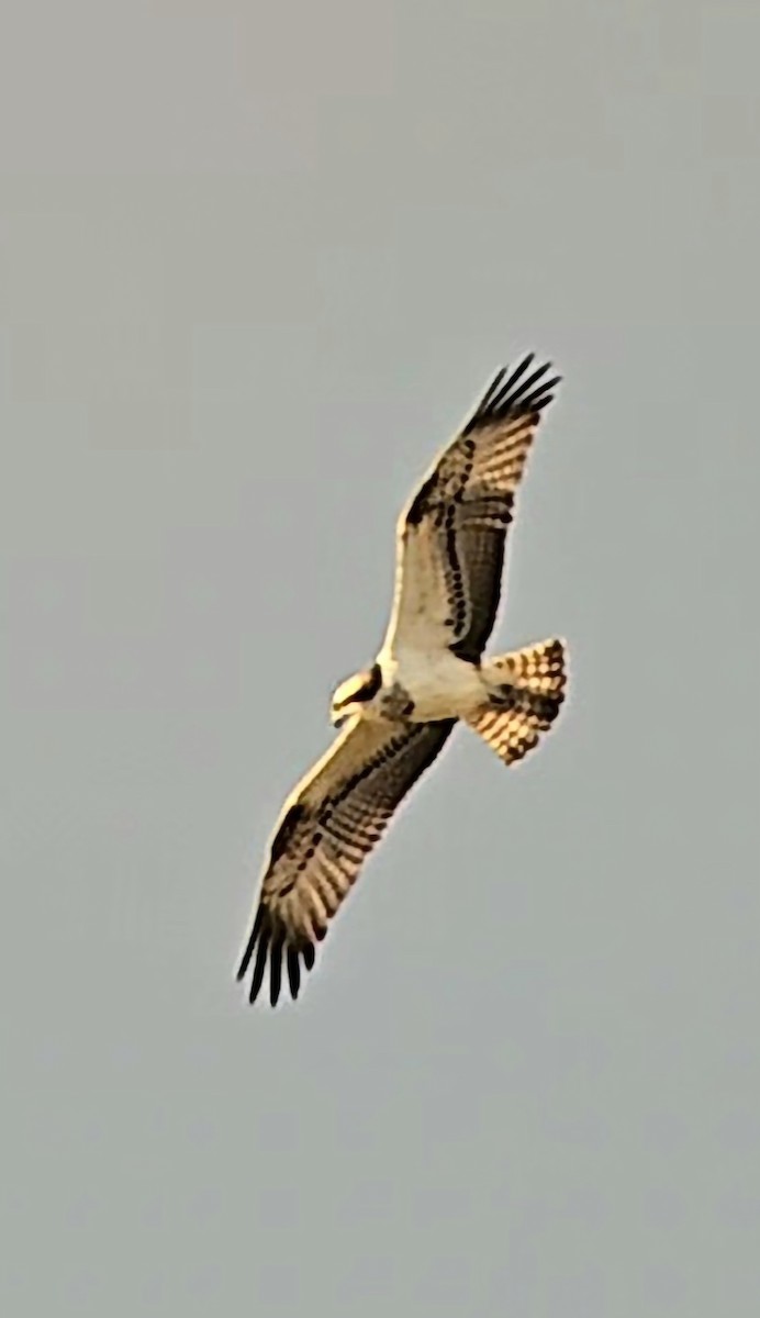 Falco pescatore - ML646440235