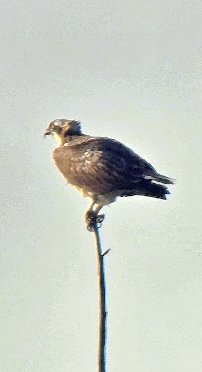 Falco pescatore - ML646440238