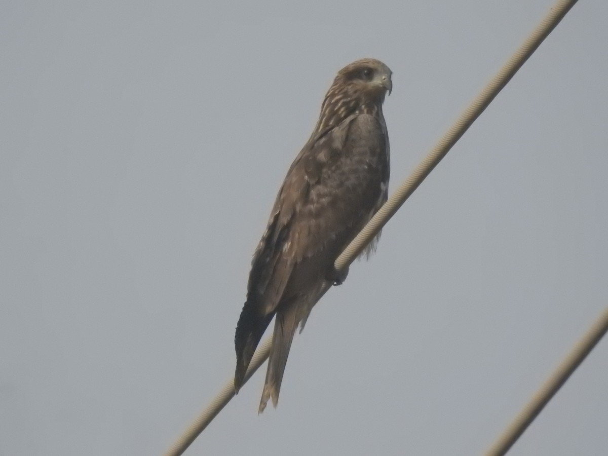 Black Kite - ML646440239