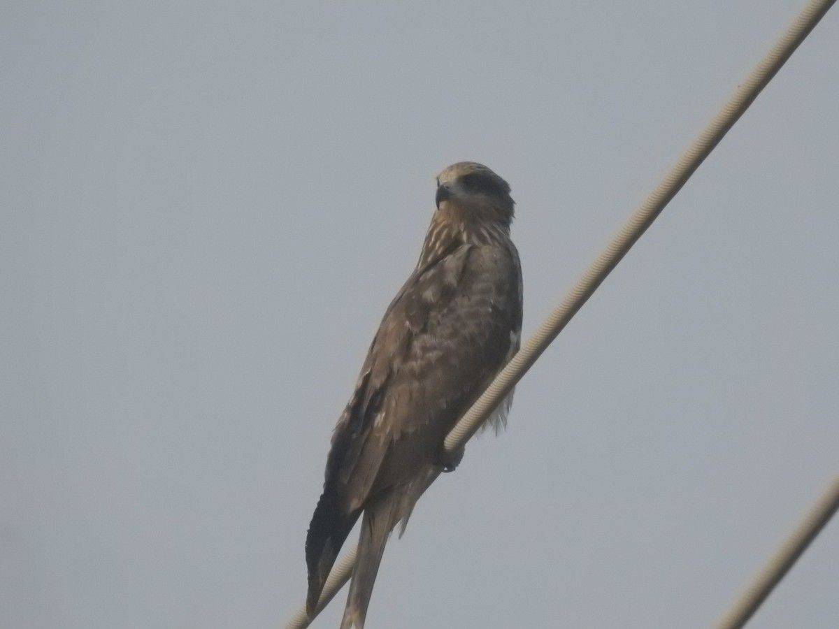 Black Kite - ML646440240