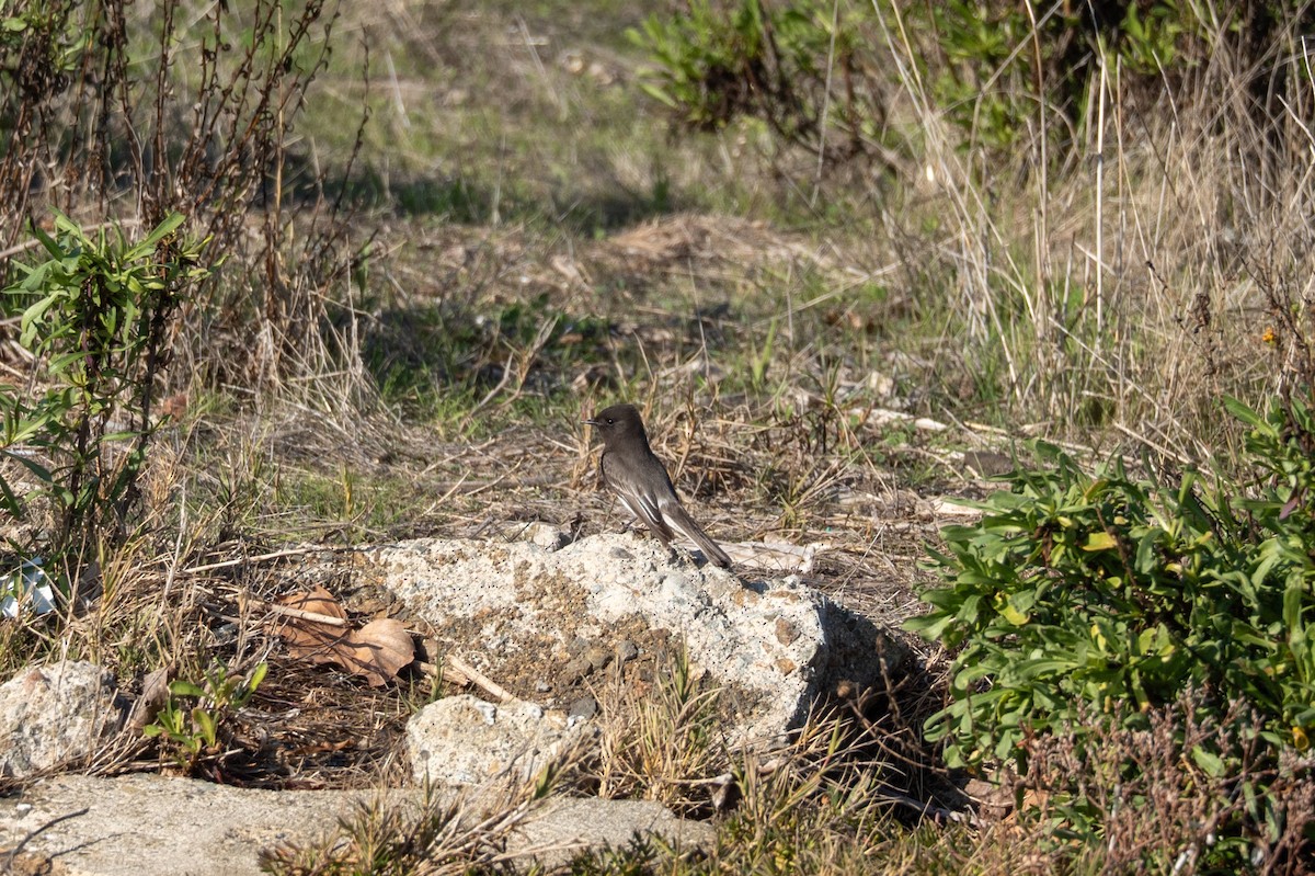 Black Phoebe - ML646440241