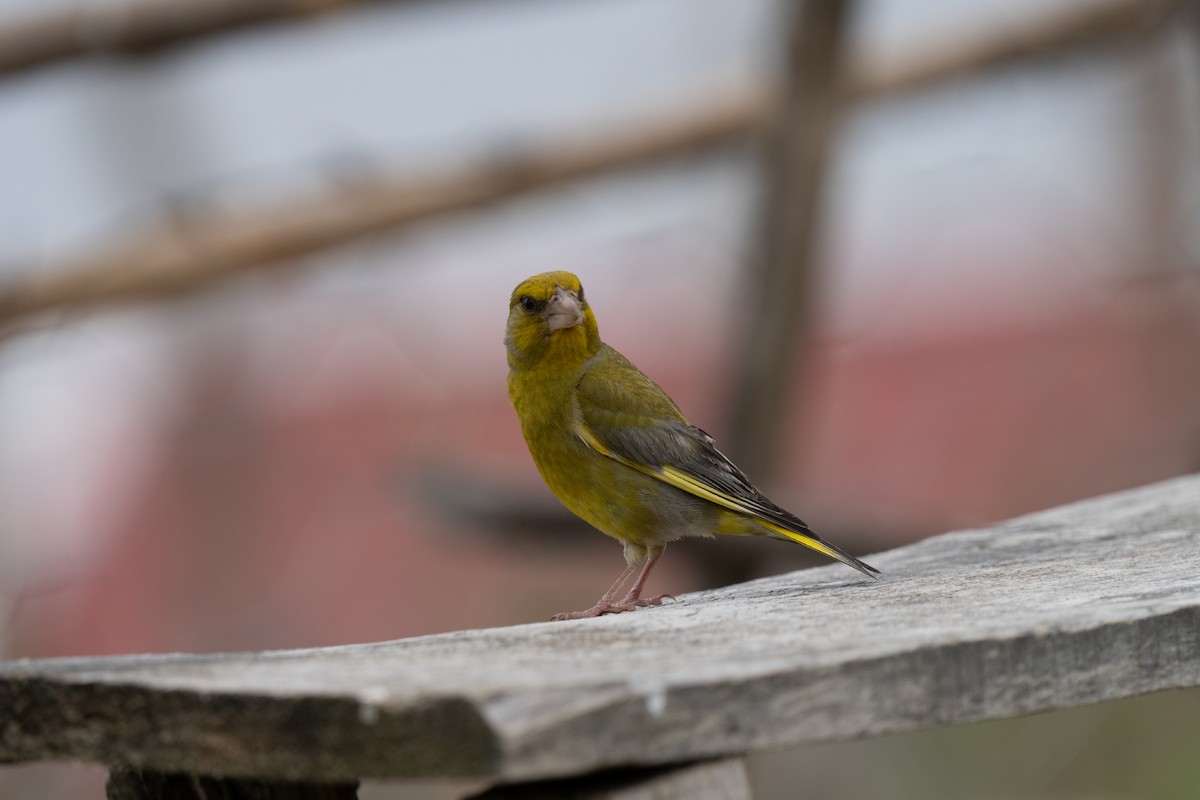 European Greenfinch - ML646440242
