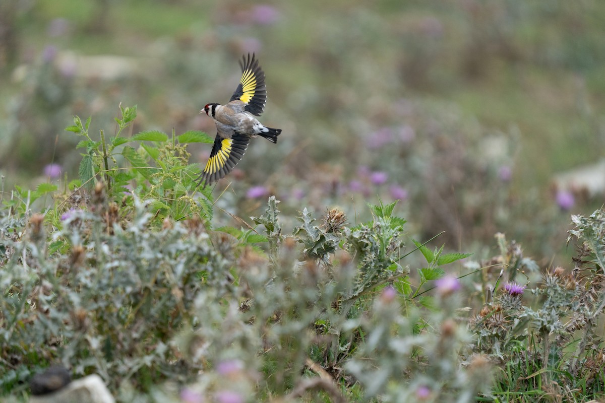 European Goldfinch - ML646440243