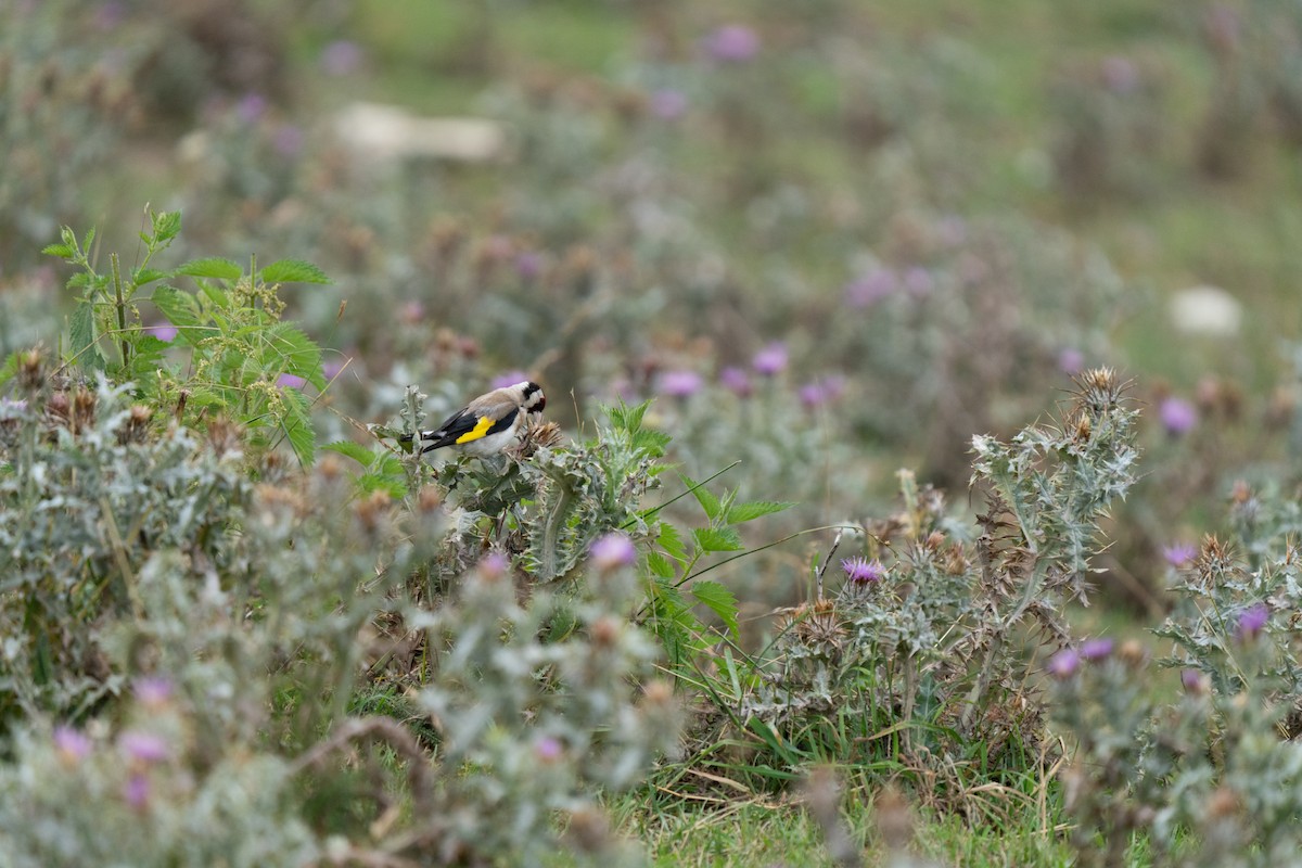 European Goldfinch - ML646440244