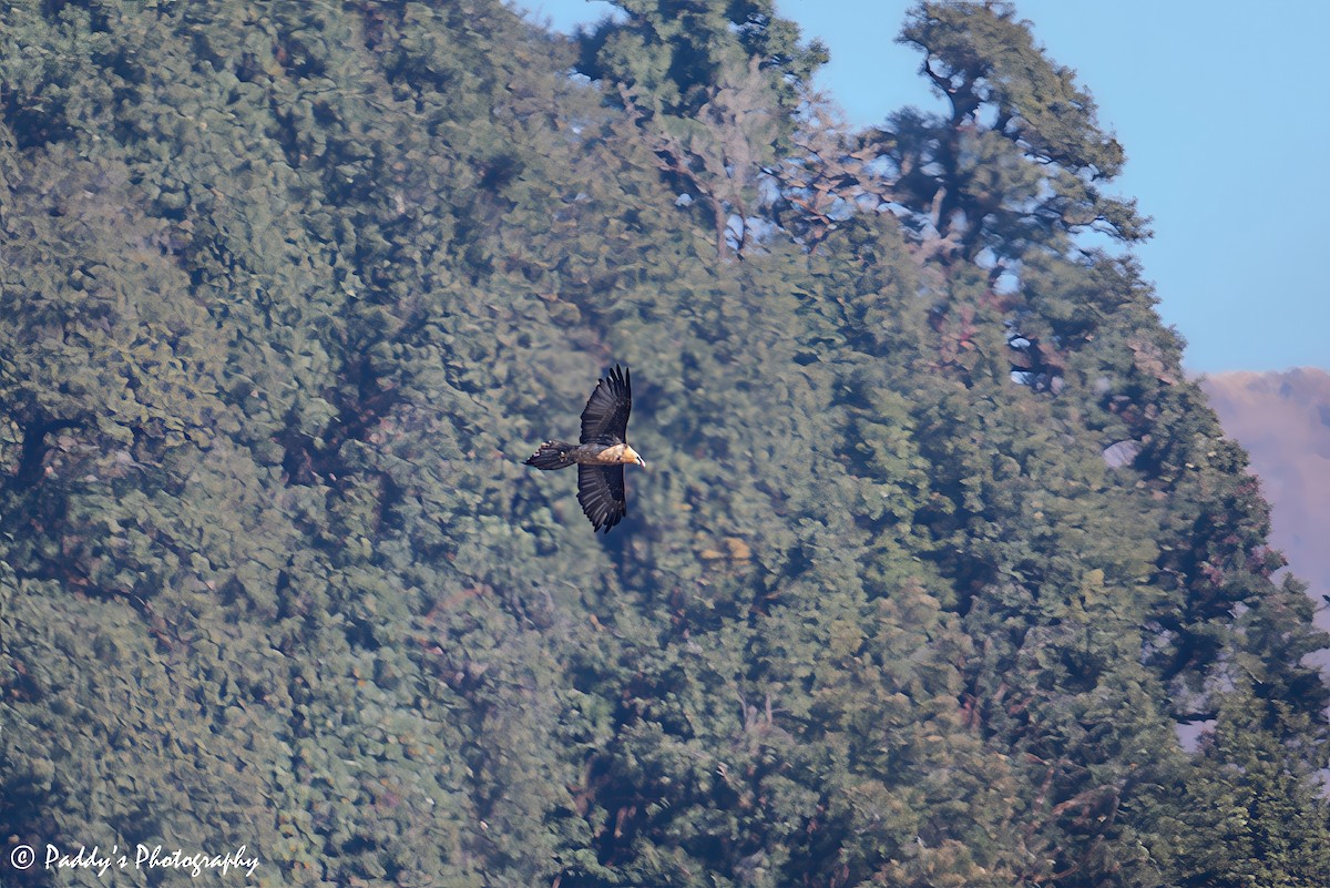 Bearded Vulture - ML646440245