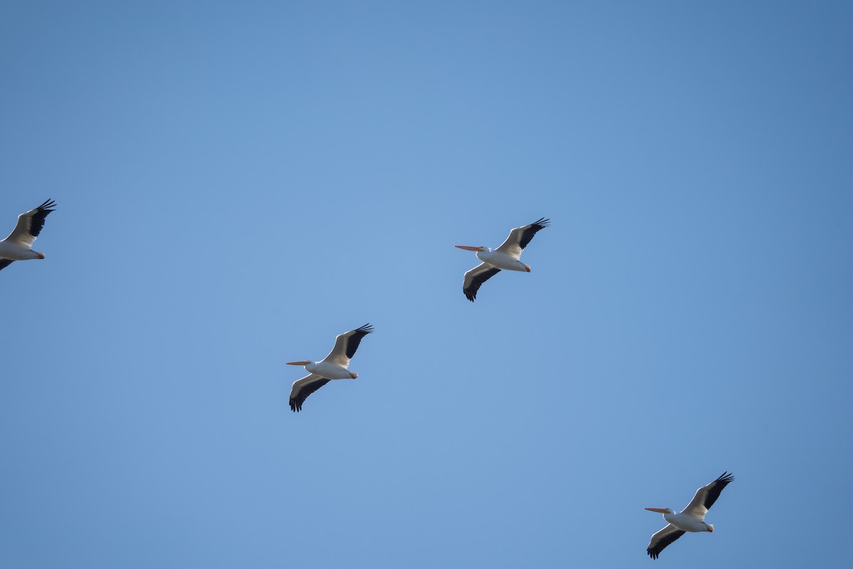 American White Pelican - ML646440246