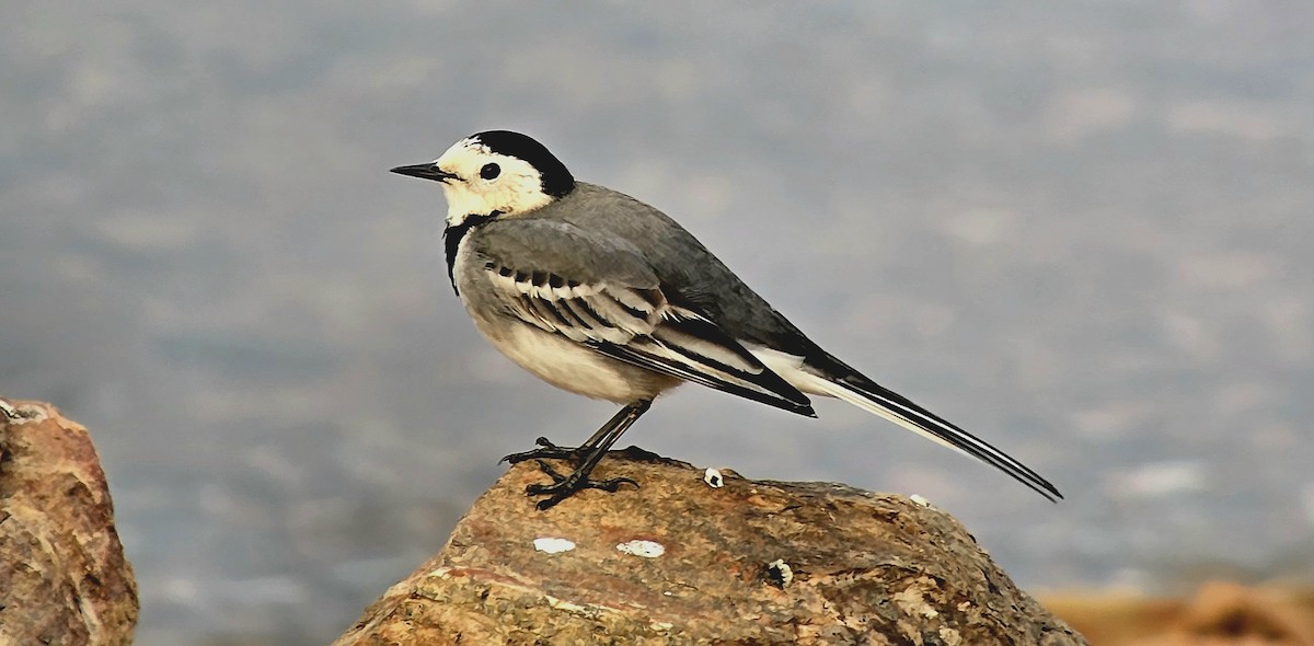 Ballerina bianca - ML646440247