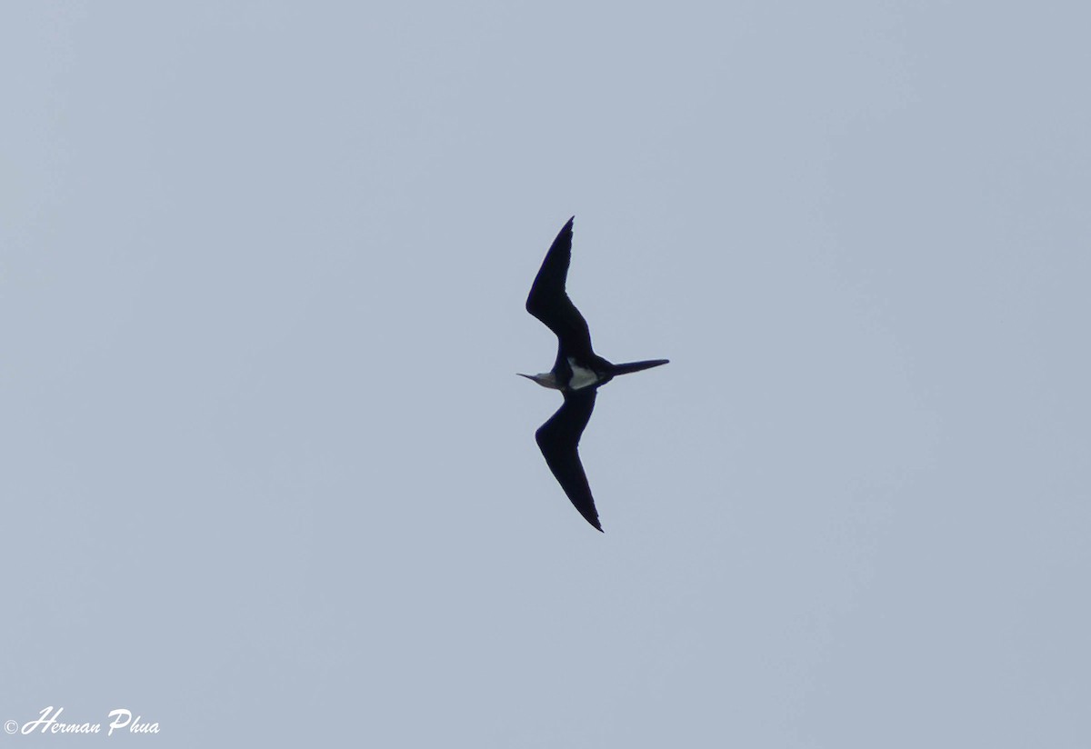 Lesser Frigatebird - ML646440249