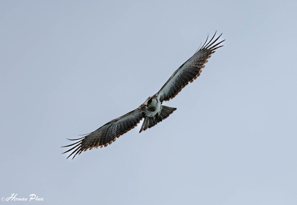 Rufous-bellied Eagle - ML646440250