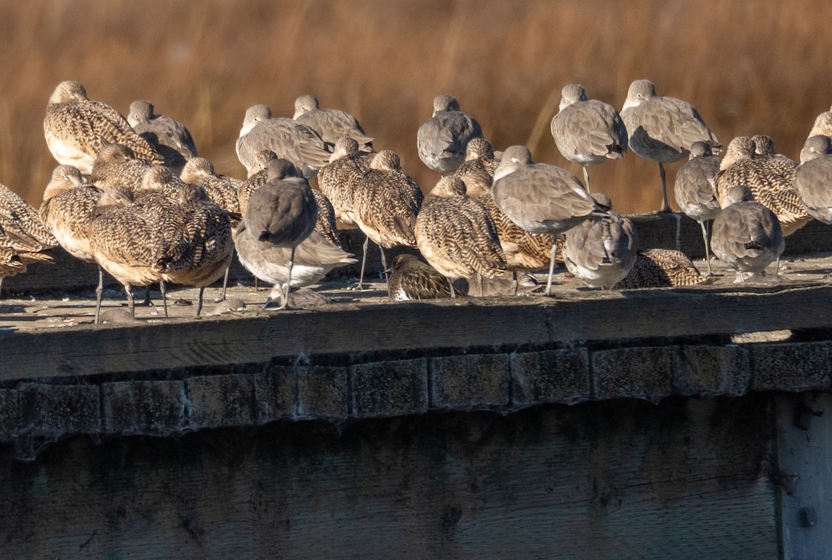 Black Turnstone - ML646440251