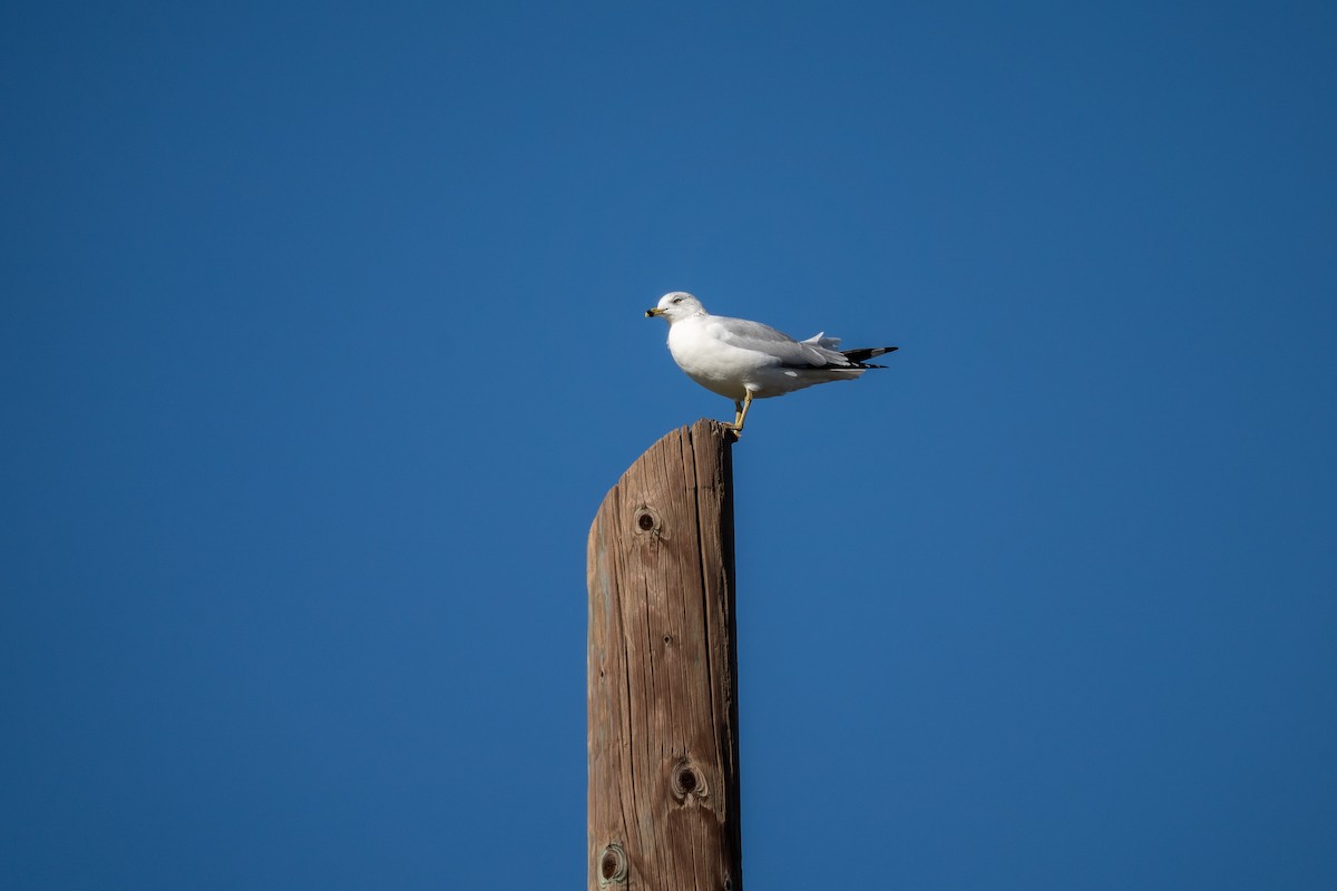 Ring-billed Gull - ML646440252
