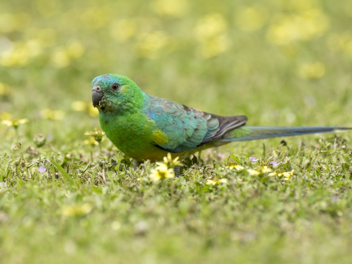 Perruche à croupion rouge - ML646440253