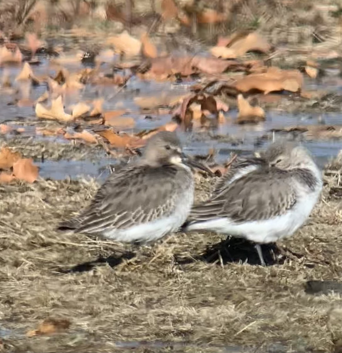 Хар элсэг - ML646440255