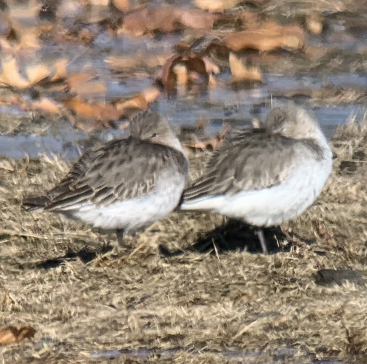 Хар элсэг - ML646440256