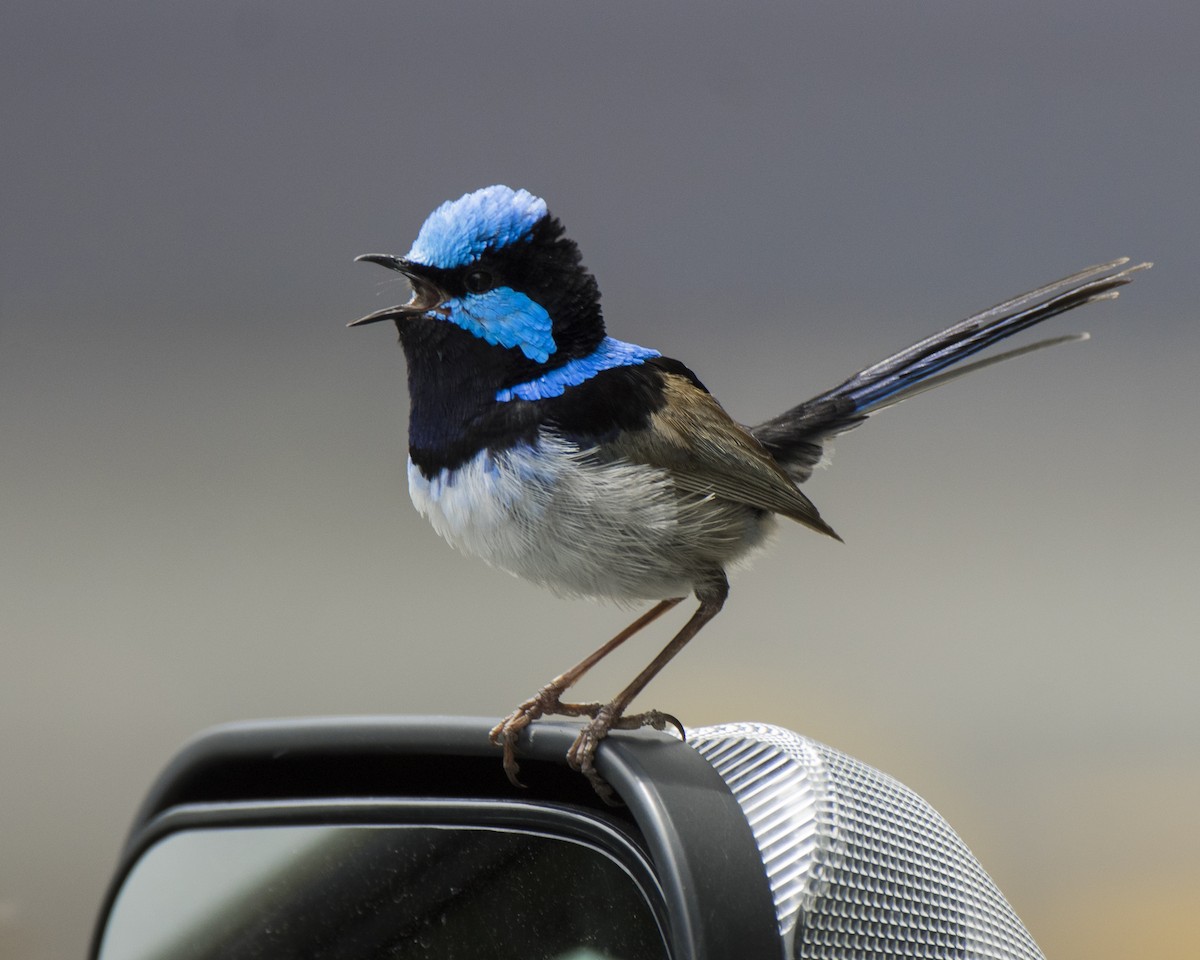 Mérion superbe - ML646440257