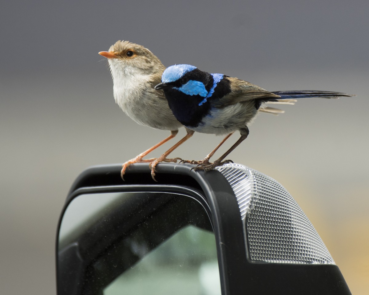 Mérion superbe - ML646440260