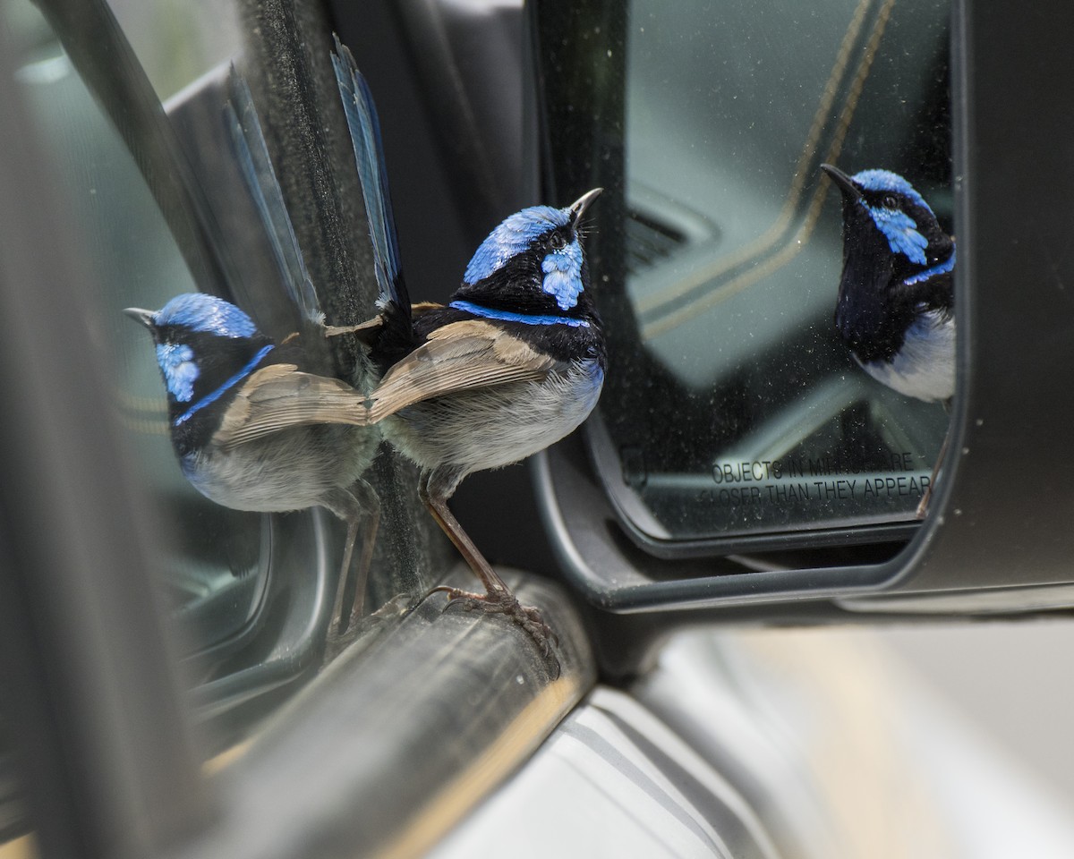 Mérion superbe - ML646440261