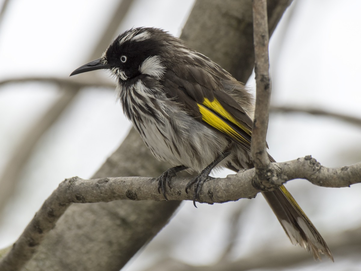 Méliphage de Nouvelle-Hollande - ML646440262