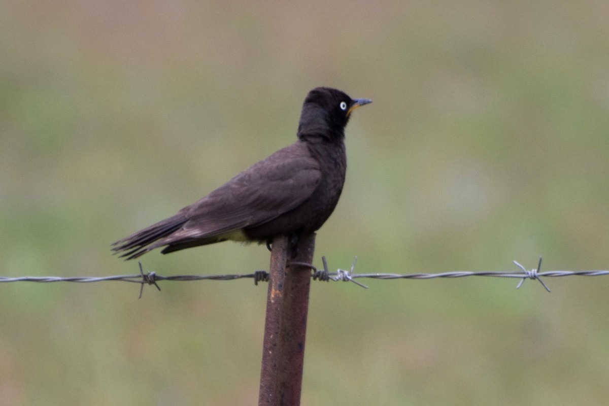 leskoptev dvoubarvá - ML646440264