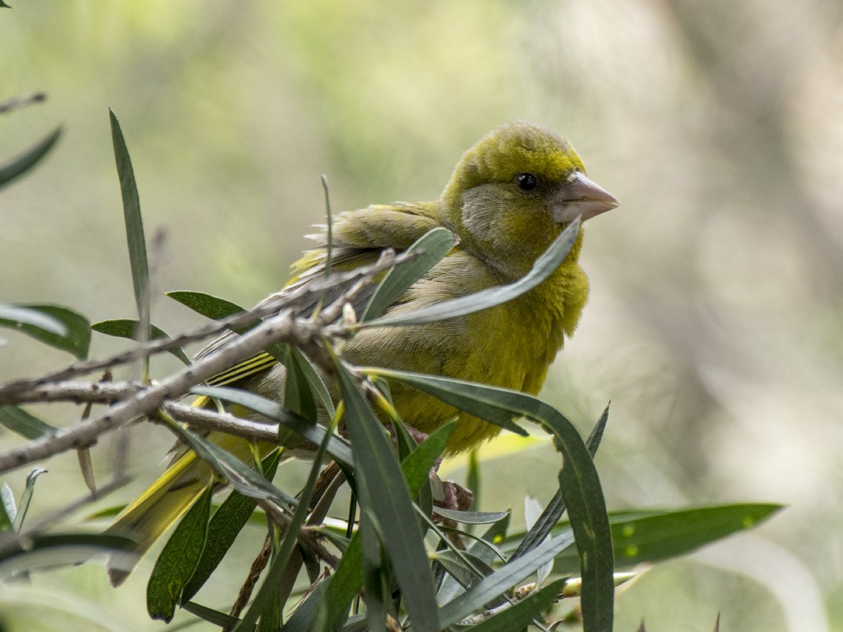 Verdier d'Europe - ML646440265