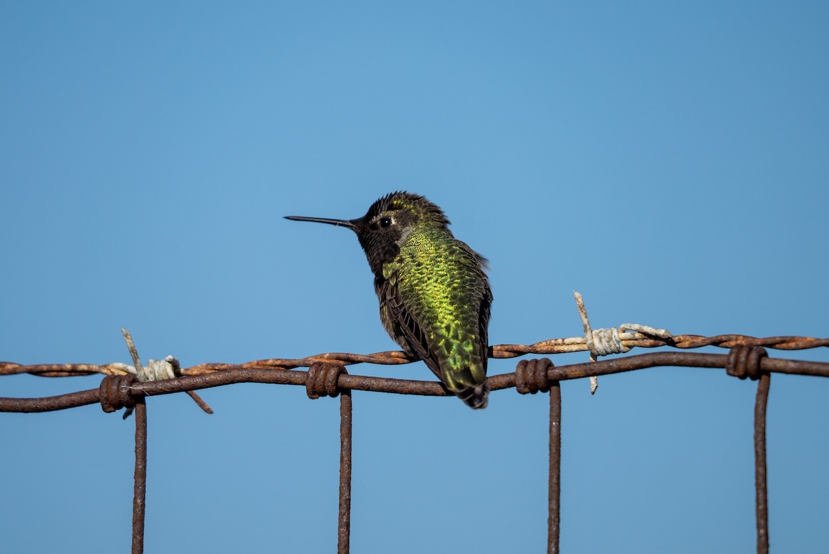 Anna's Hummingbird - ML646440266