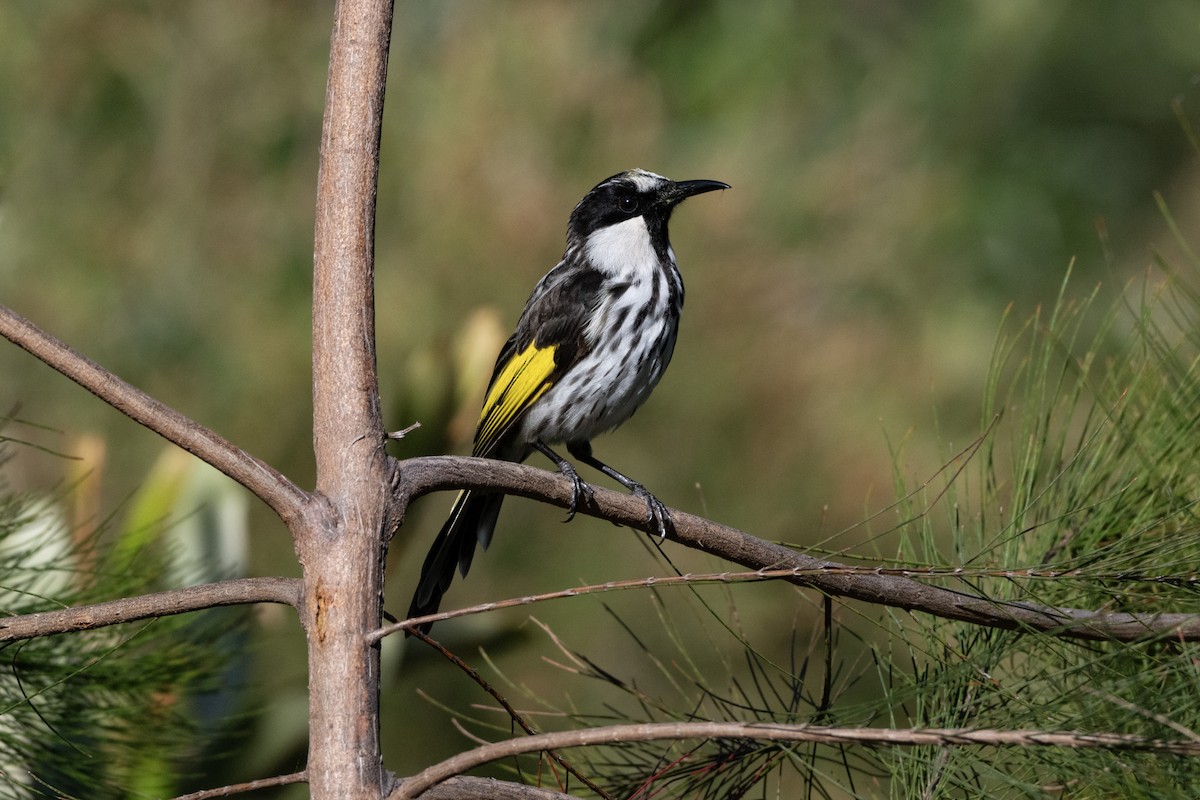 White-cheeked Honeyeater - ML646440267