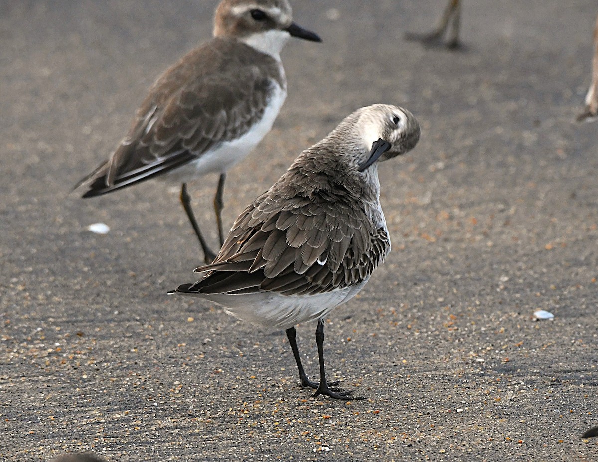 Хар элсэг - ML646440268