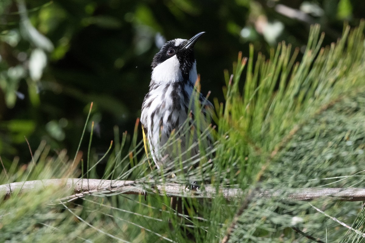 White-cheeked Honeyeater - ML646440273