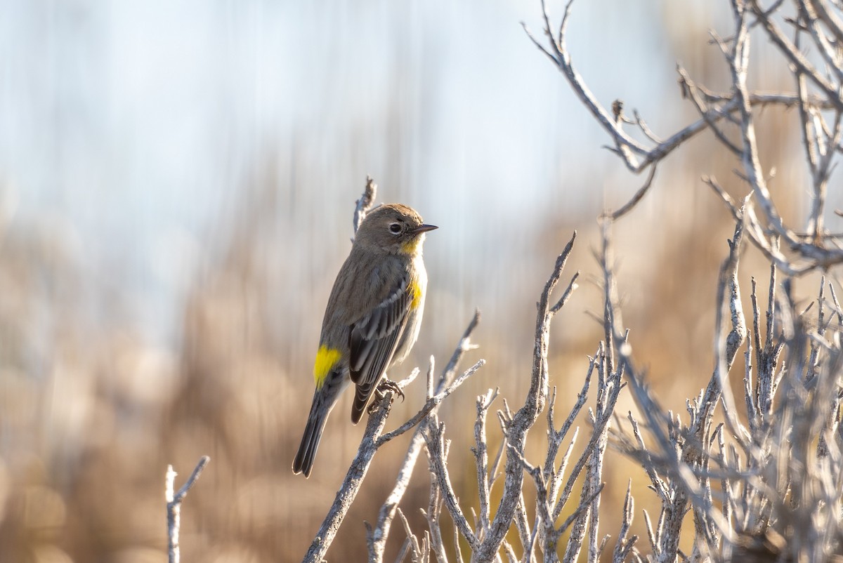 Yellow-rumped Warbler - ML646440279