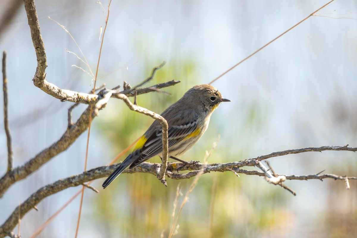 Yellow-rumped Warbler - ML646440280