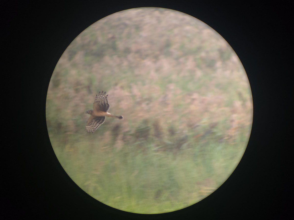 Busard Saint-Martin - ML646440281