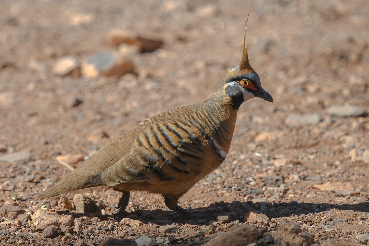Spinifex Pigeon - ML646440285