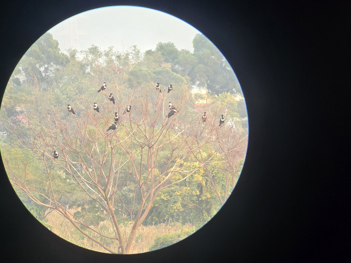 Collared Crow - ML646440286