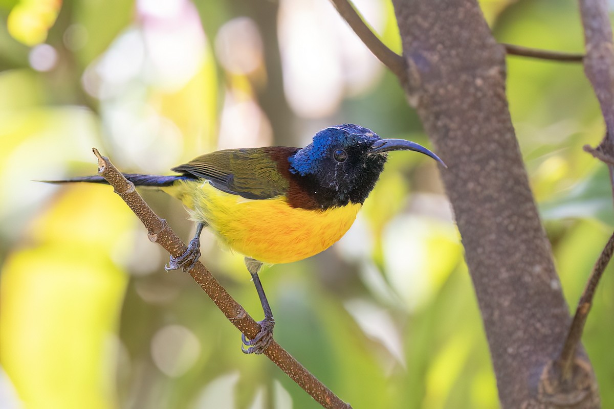 Green-tailed Sunbird - ML646440287